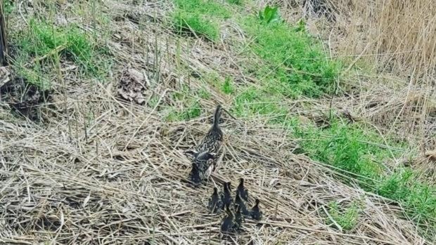 La aventura de mamá pato y sus nueve patitos: una clase de Ciencias Naturales para 200 alumnos en un colegio de Toledo