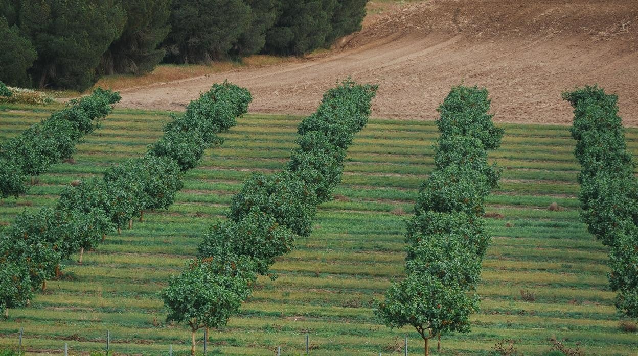 Campo de cultivo de pistachos, en Pozal de Gallinas (Valladolid)