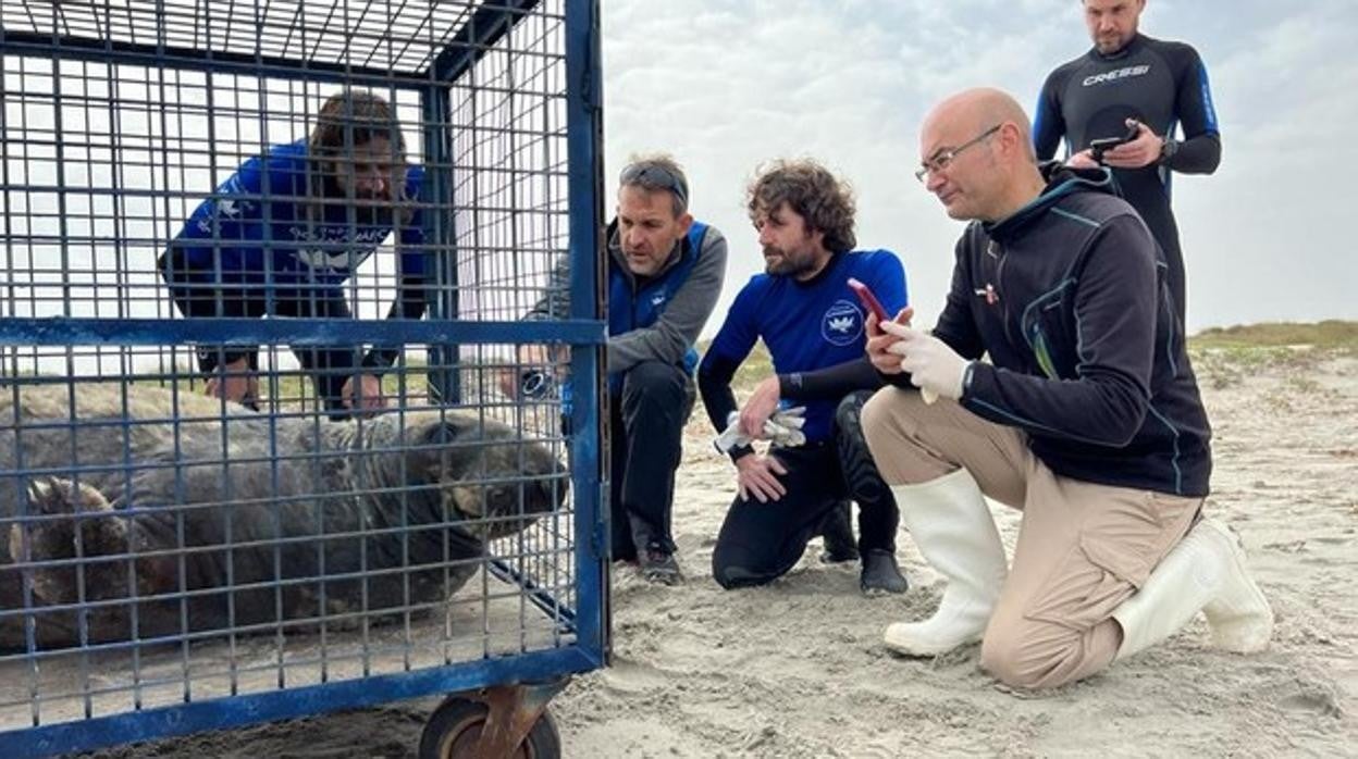 Imagen de la foca rescatada en Murcia antes de su traslado a Valencia