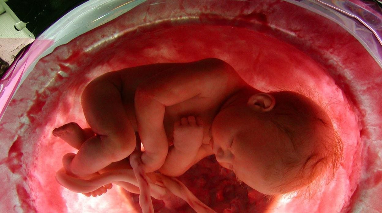 Imagen de un feto en el vientre materno