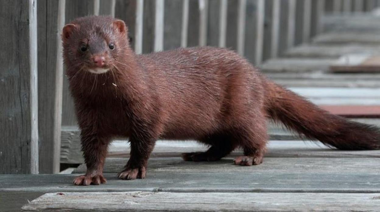 Imagen de archivo de una nutria salvaje