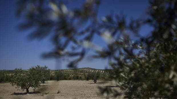 El mejor aceite de oliva virgen extra ecológico de la Comunidad Valenciana es de la montaña de Alicante