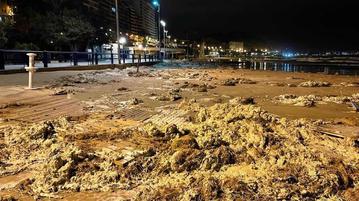 Playa de El Postiguet repleta de algas tras el temporal