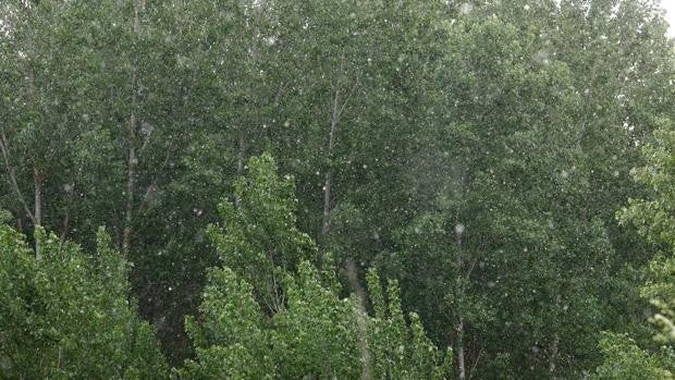 La CHD permitirá la plantación de chopos en las riberas el próximo invierno