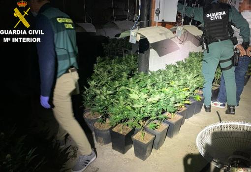 Plantación de marihuana descubierta por la Guardia Civil en los registros