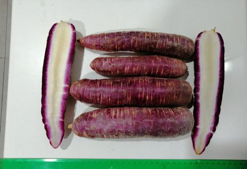 Así es la zanahoria morada: un cultivo español ancestral en vías de desaparición