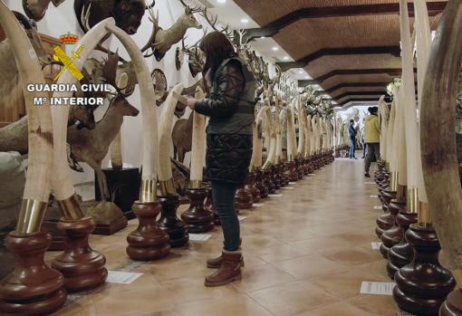 Un museo clandestino con mil animales disecados: desmantelan en Valencia la mayor colección de España