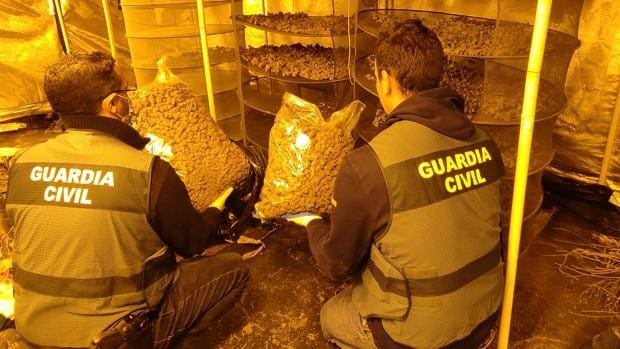 Dos traficantes de marihuana usaban ambientador para disimular el olor de su plantación en Canals