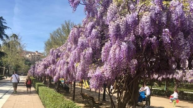 El espectáculo efímero de las glicinias de la Vega