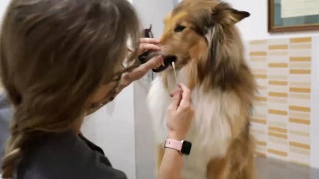 Un banco de ADN canino para multar a propietarios: el segundo censo de perros más grande de España