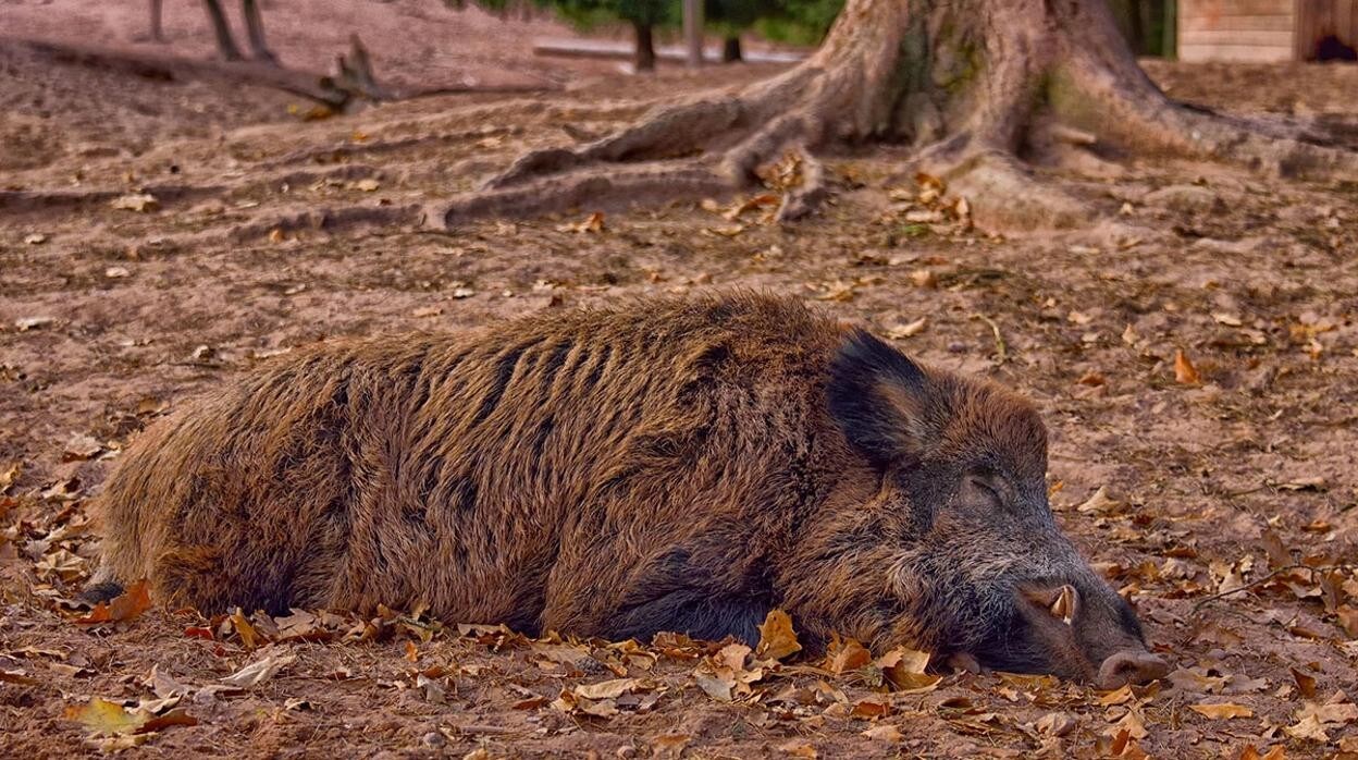 Imagen de un jabalí muerto por la peste porcina africana en Italia