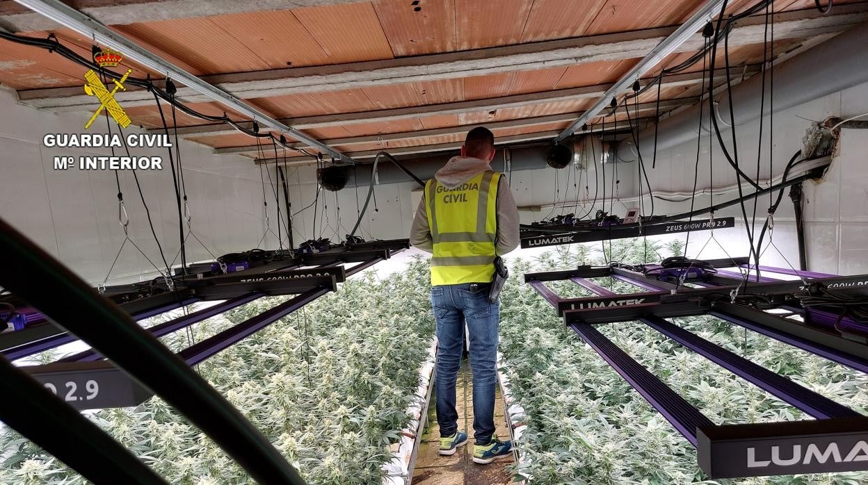 Han sido intervenidas un total de 1.472 plantas de marihuana, 14,9 kilos de cogollos listos para su distribución, tres laboratorios 'indoor' de cannabis valorados en 50.000 euros y 20 cámaras de video vigilancia