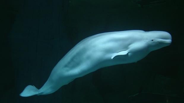 Muere Kairo, el macho de beluga del Oceanogràfic de Valencia de más de sesenta años