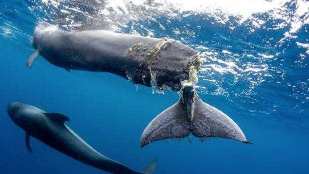 Fast ferries en Canarias, un viaje 'mortal' para las ballenas