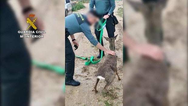Rescatan un corzo de un canal de agua en Villarrubia de Santiago