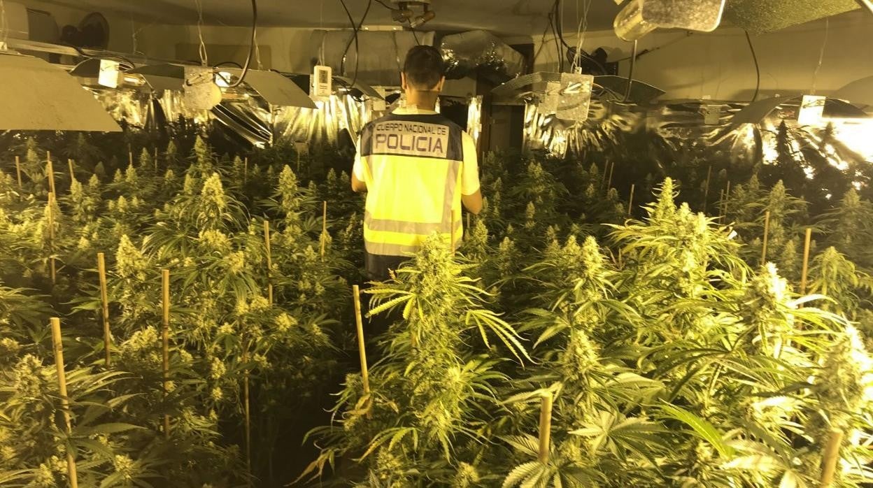 Los cultivos de marihuana se encontraron en una vivienda unifamiliar y una nave industrial