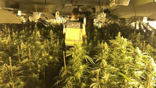 Desmantelado un grupo criminal dedicado al cultivo de marihuana en Guadalajara y Azuqueca de Henares