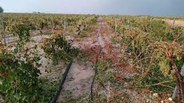 La tormenta de pedrisco del pasado lunes deja daños en más de 4.000 hectáreas aseguradas en Albacete