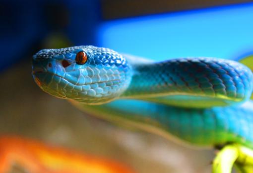 La víbora de fosetas azul incautada