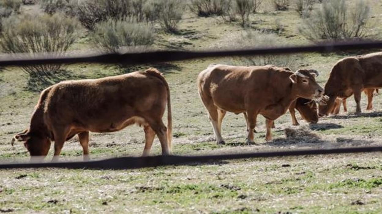 Un total de 1.056 ganaderos de vacuno de carne de Castilla-La Mancha han cobrado 3,9 millones de euros este viernes