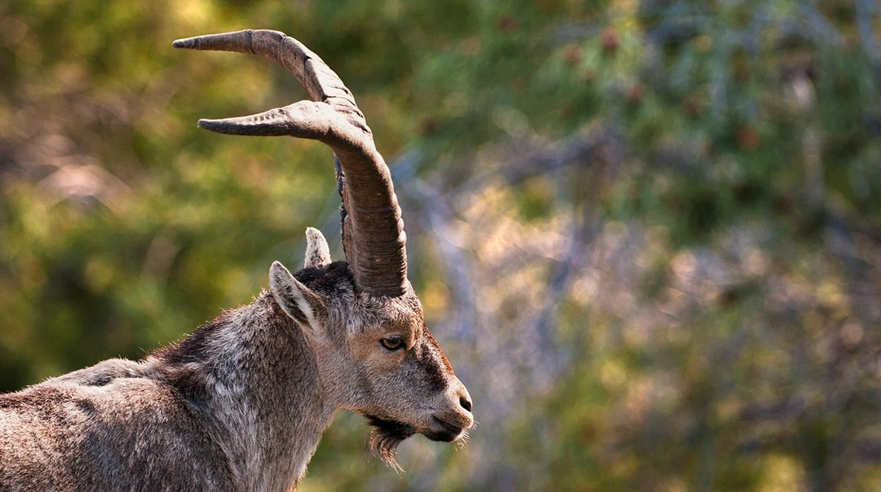 Ejemplar de cabra montés en el Parque Nacional de la Sierra de Guadarrama