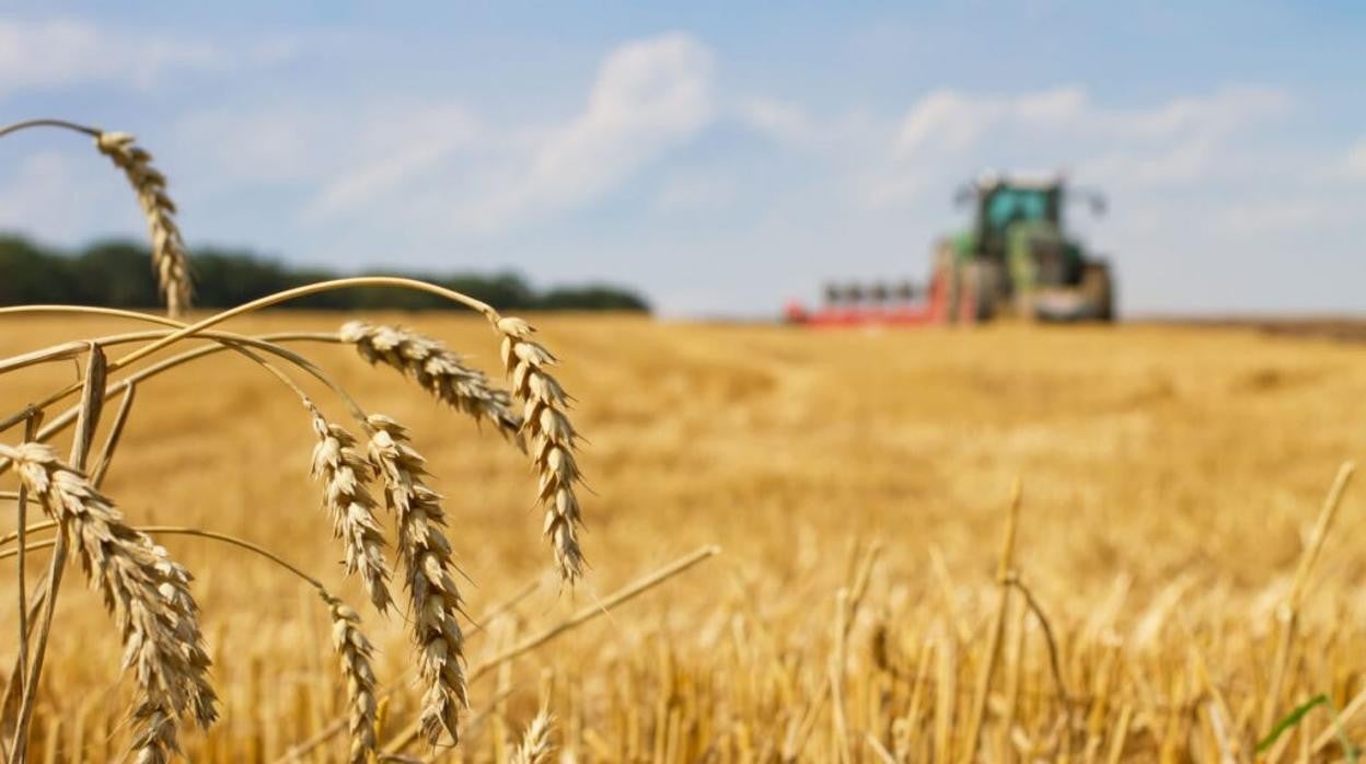 Campo cultivado de trigo en una explotación agrícola de Castilla-La Mancha