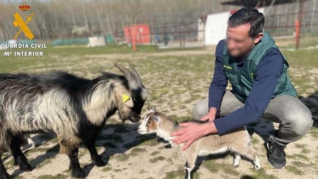 Detenido por robar gallinas ponedoras y una cabra enana en un centro zoológico de Segovia