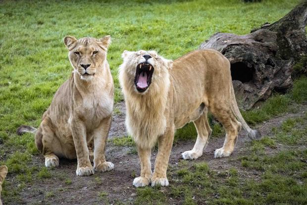 Muere Sortuda, la leona matriarca de Bioparc Valencia