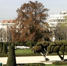 Ahuehuete en el parque de El Retiro