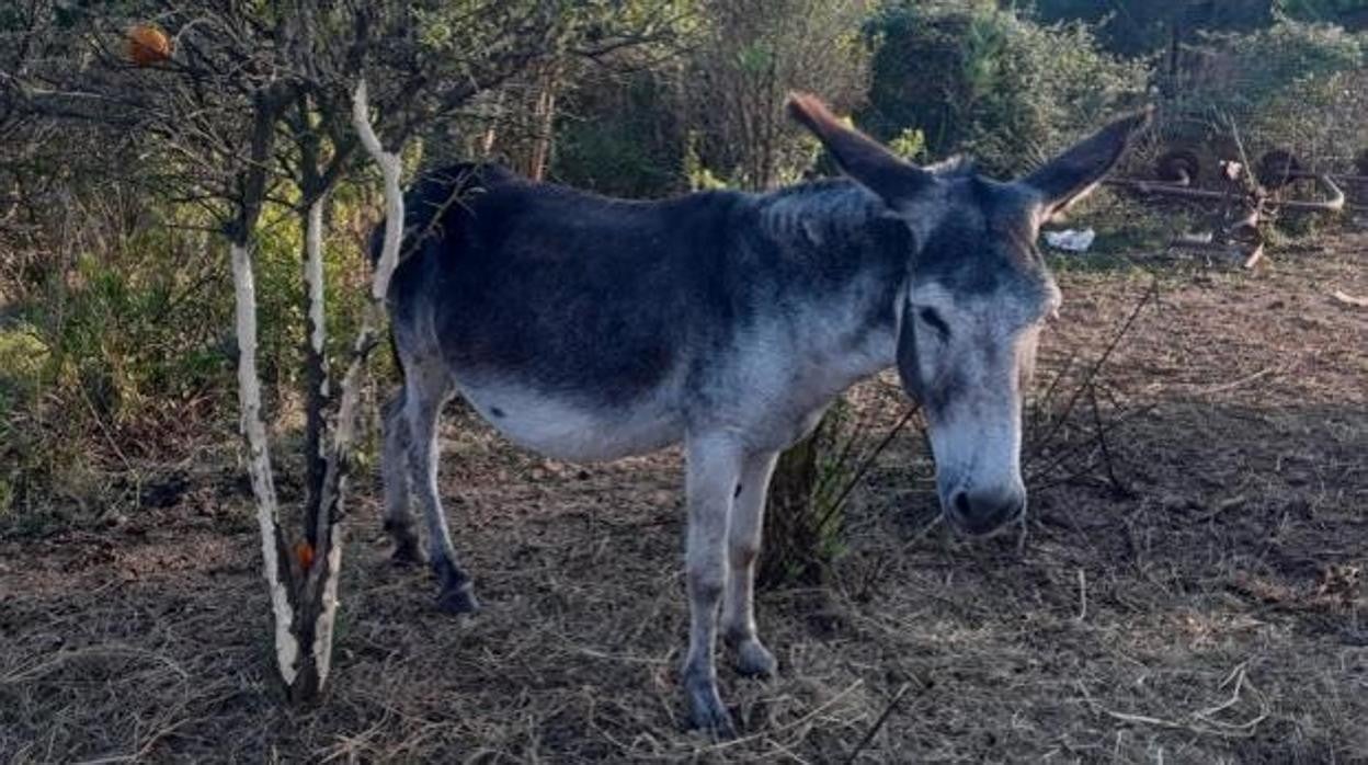 Imagen de uno de los burros utilizado por la Generalitat para la prevención de incendios