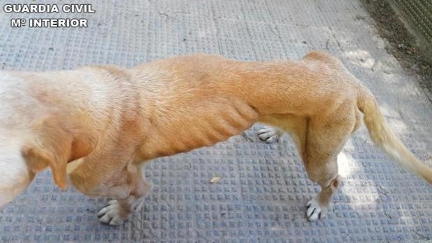 Investigan al dueño de dos perros en Cogollor por abandono y dejarlos que pasaran hambre