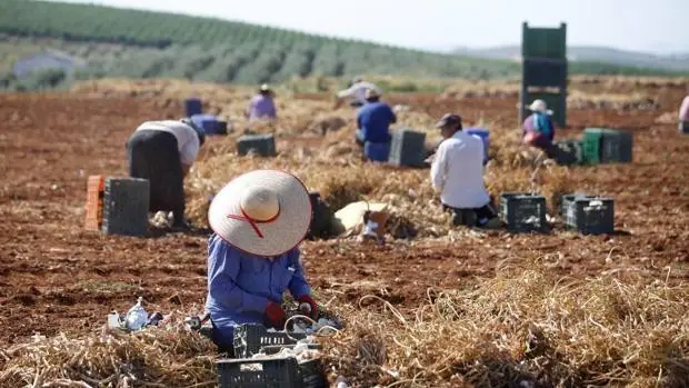 La reforma laboral complica la campaña del ajo, según los productores y comercializadores