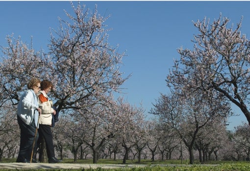 Zona de almendros de la Quinta de los Molinos