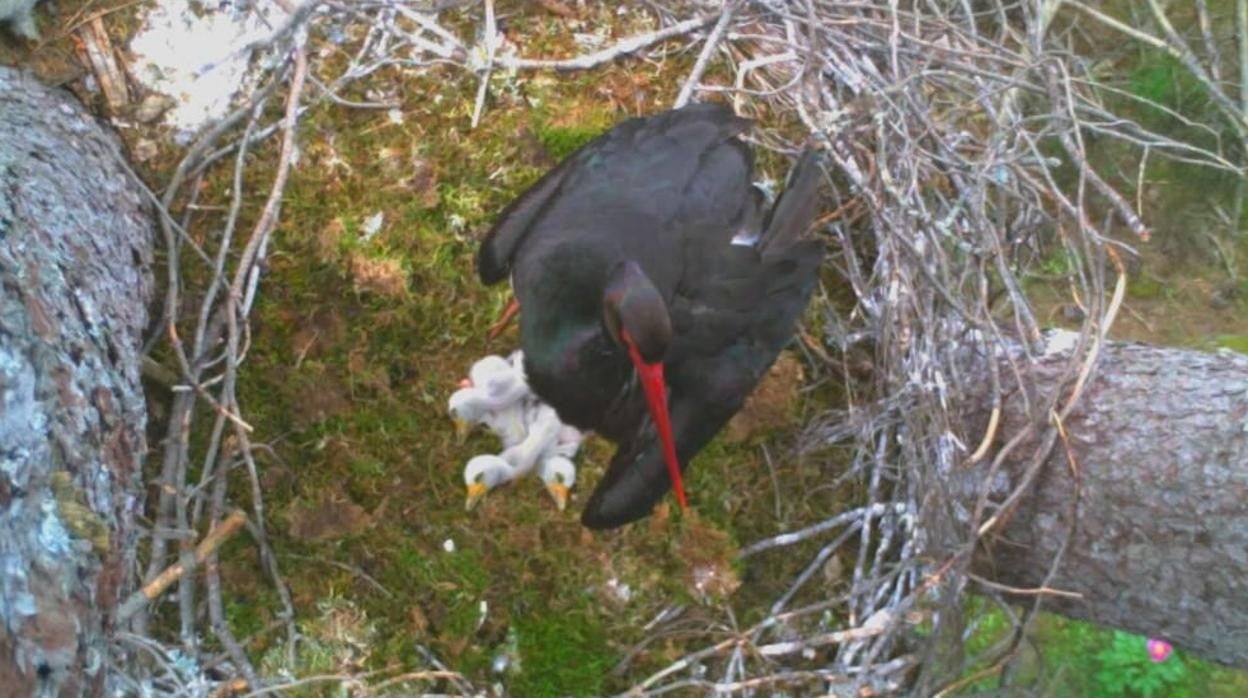 Los tres pollos de cigüeña negra, en su nido, en una imagen captada por las cámaras de vigilancia