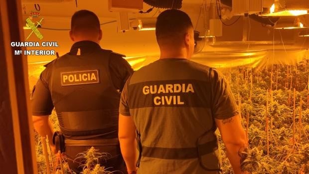 Tres detenidos tras intervenir más de 800 plantas de marihuana en una vivienda de Seseña