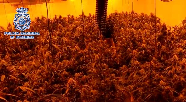 Detienen a un albanés en un chalé de lujo con una plantación de marihuana dentro en Chiva