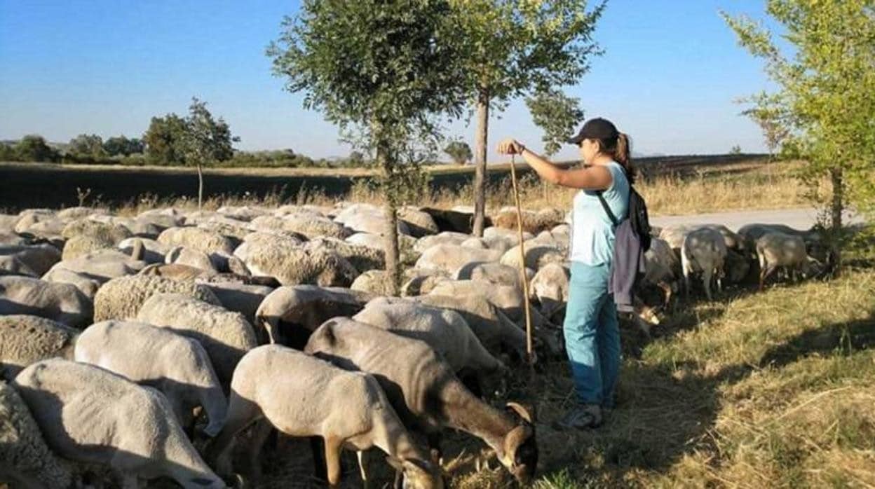 La Escuela de Pastores de Castilla-La Mancha quiere favorecer la formación y el aprendizaje