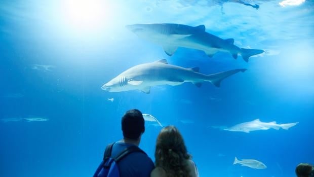 El Oceanogràfic de Valencia, entre los cinco acuarios favoritos de España según Tiqets