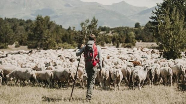 Castilla-La Mancha abonará este mes 10,4 millones de ayudas a pastores de ovino, bovino y caprino