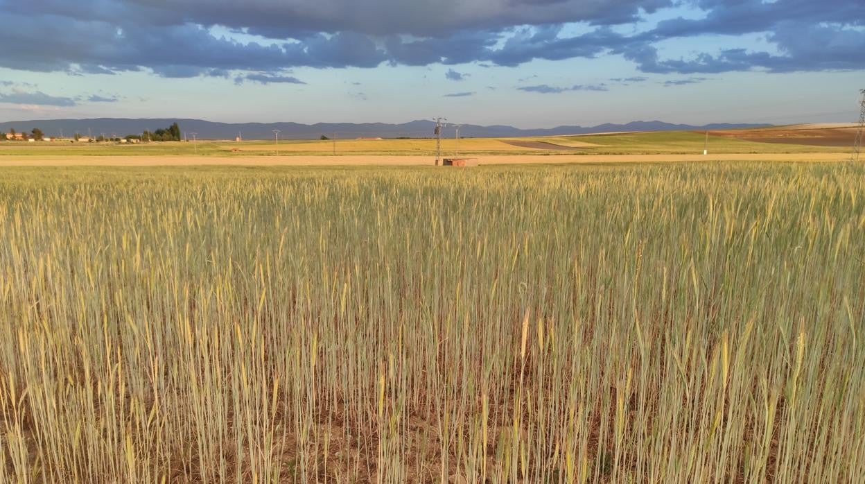 La agricultura, que merma sus expectativas de cosecha, frena el crecimiento económico en Castilla y León