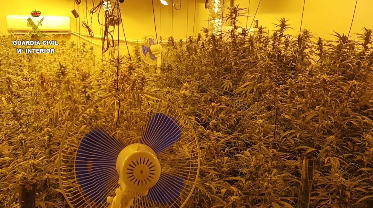 Plantación de marihuana en una vivienda de Torrijos