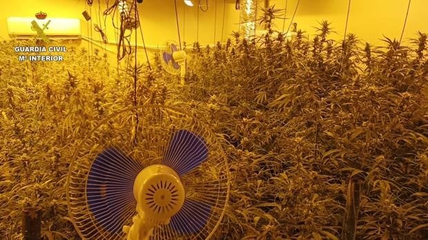 Intervenidas más de 3.100 plantas de marihuana en tres viviendas de Torrijos y Val de Santo Domingo