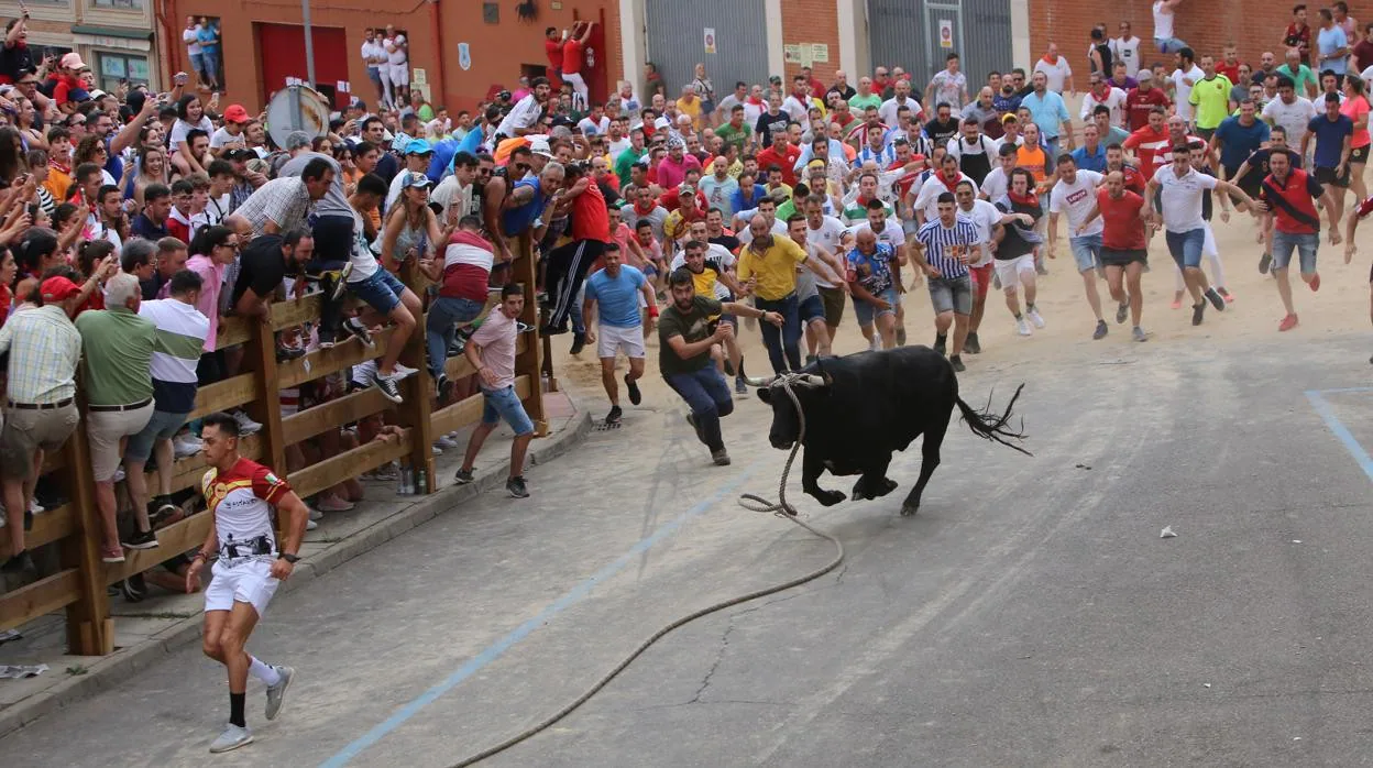 Siguiñuelo, el Toro Enmaromado 2022, recorre las calles de Benavente (Zamora)