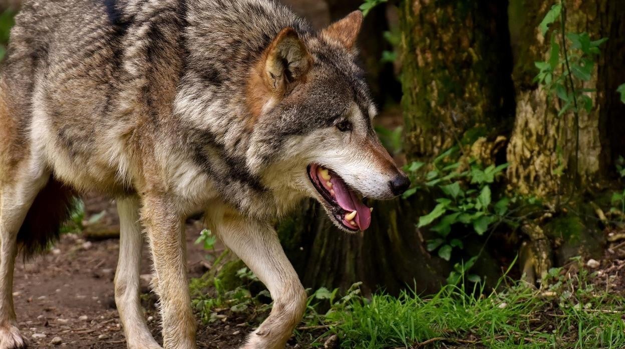 La Fundación Franz Weber pide bloquear las ayudas europeas a Castilla y León si «decide matar lobos»