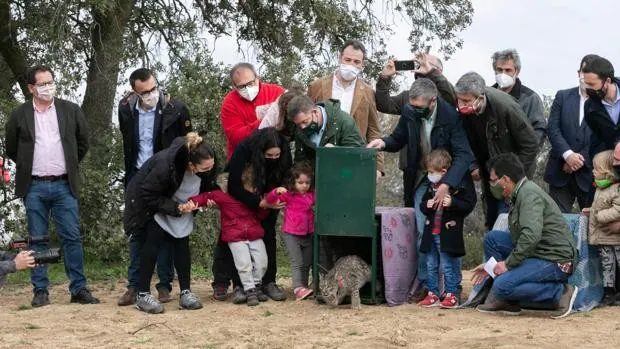 Castilla-La Mancha bate su récord de población de lince con 473 ejemplares
