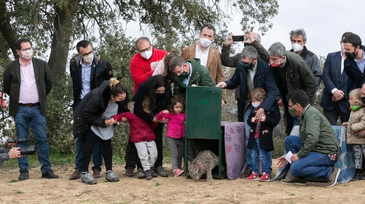 Castilla-La Mancha bate su récord de población de lince con 473 ejemplares