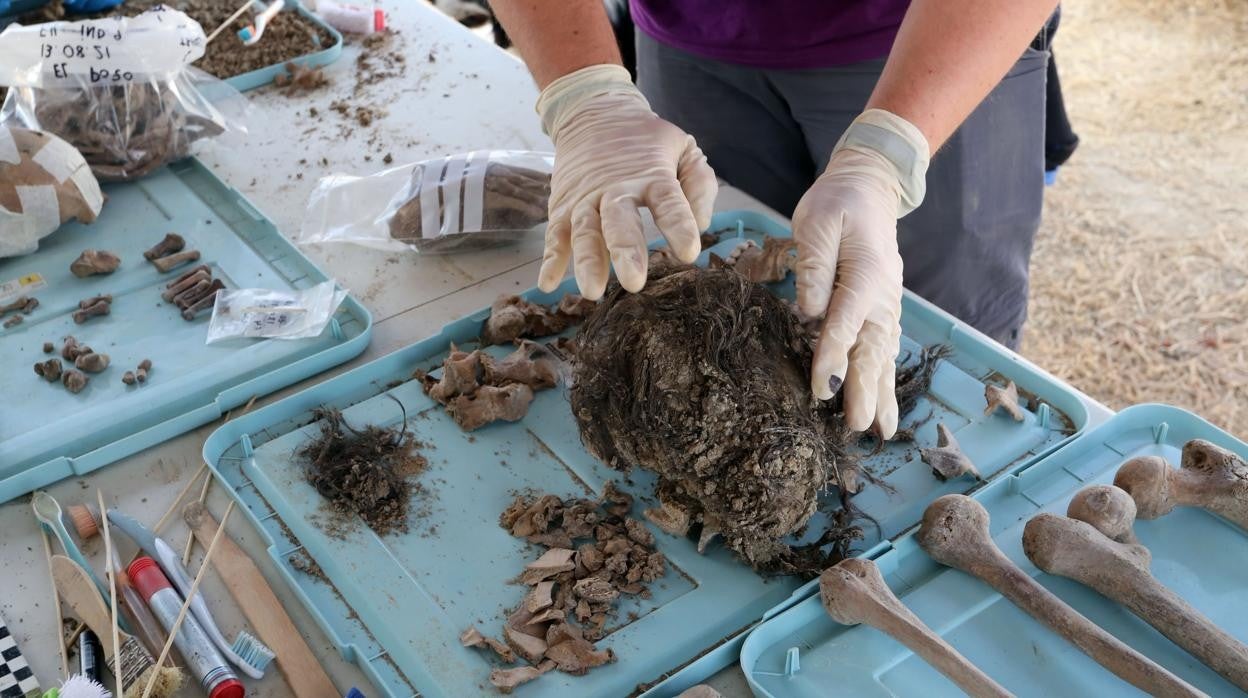 Restos óseos recuperados durante las labores de exhumación que la ARMH realiza en Medina del Campo