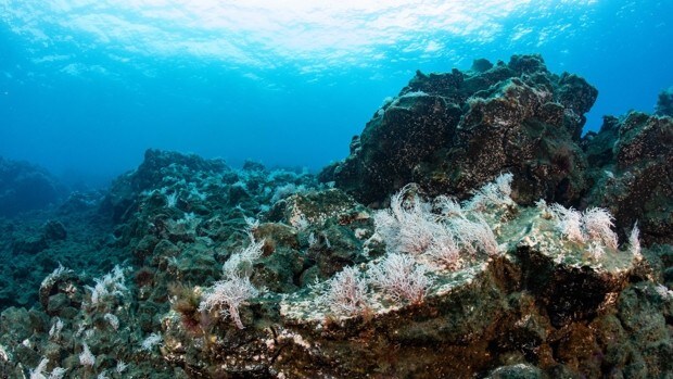 Los corales negros: los 'jardines submarinos' que sobrevivieron intactos al volcán