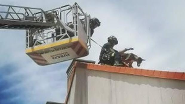 Los bomberos rescatan a un perro encaramado a un tejado en Renedo (Valladolid)