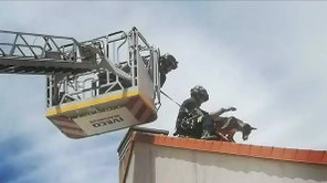 Los bomberos de la Diputación de Valladolid rescatan a un perro de un tejado en una vivienda de Renedo (Valladolid)